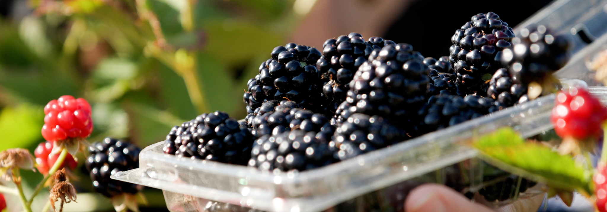 Arkansas Blackberries