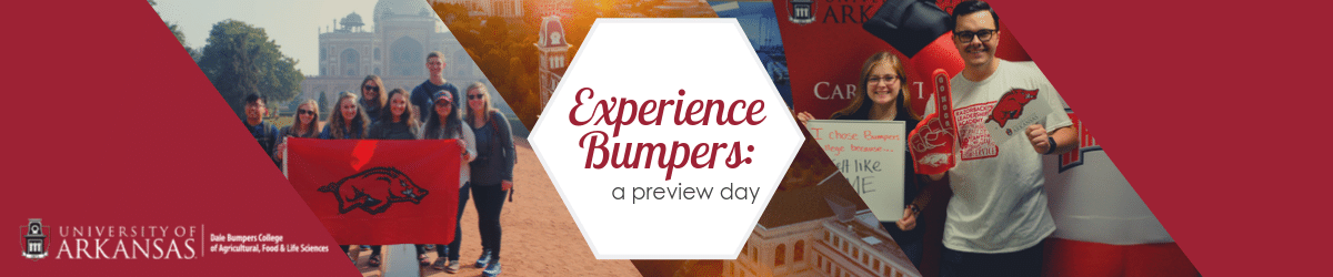 Experience Bumpers: a preview day will be held on November 8, 2019 at 10:00 a.m.